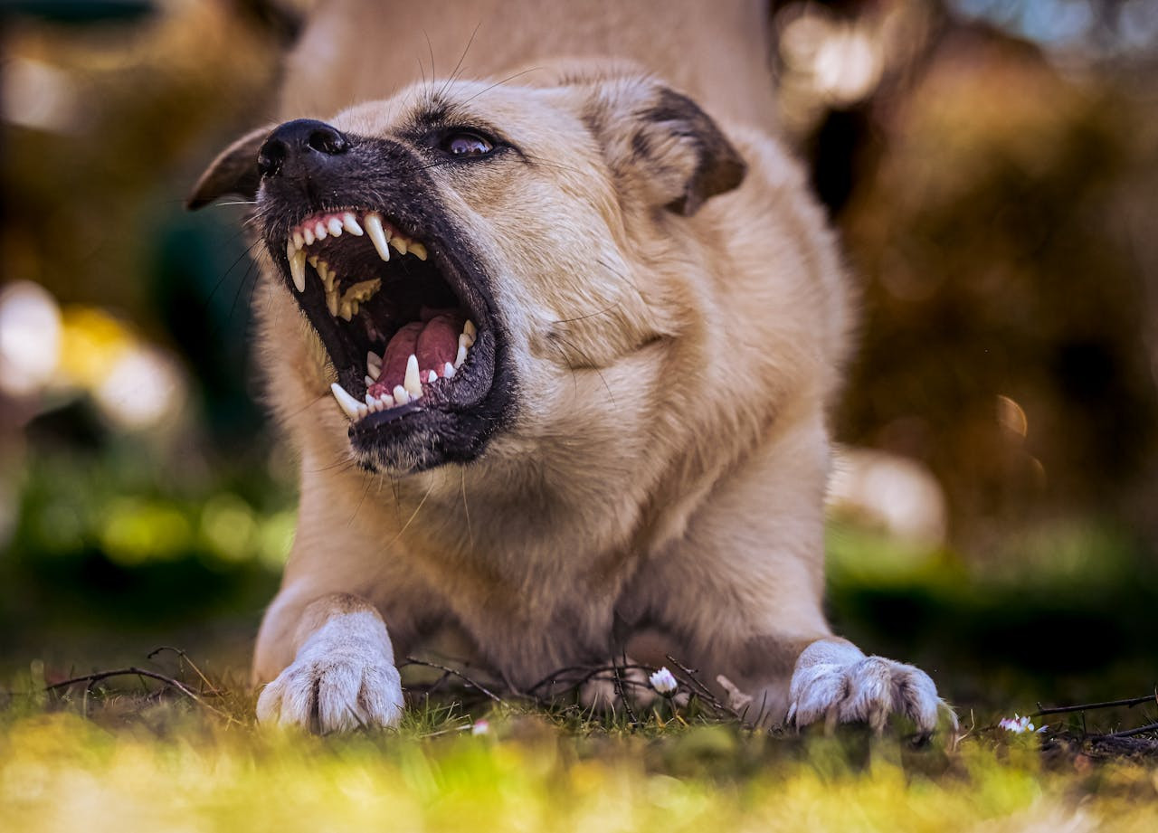Angrey Dog